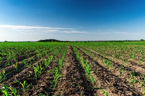 Young corn in summer Stock Photos