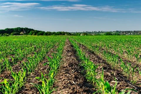 Young corn in summer Stock Photos