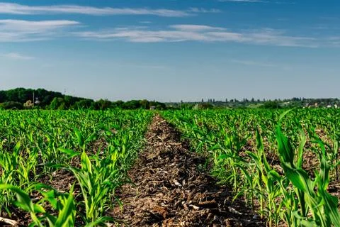 Young corn in summer Stock Photos