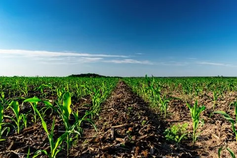 Young corn in summer Stock-Fotos