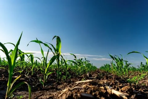 Young corn in summer Stock Photos