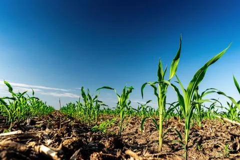 Young corn in summer Stock Photos