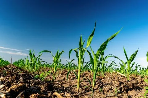 Young corn in summer Stock Photos