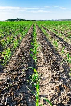 Young corn in summer Stock Photos