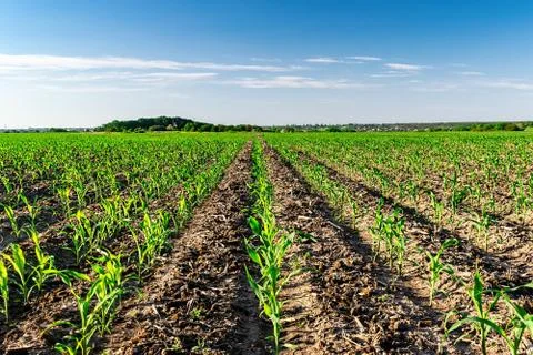 Young corn in summer Stock Photos