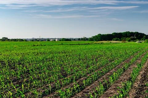 Young corn in summer Stock Photos