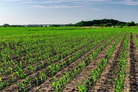 Young corn in summer Stock Photos