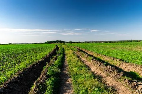 Young corn in summer Stock Photos