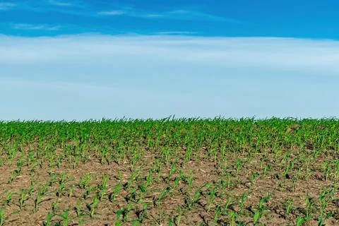 Young corn in summer Stock Photos