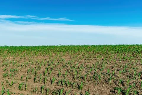 Young corn in summer Stock Photos