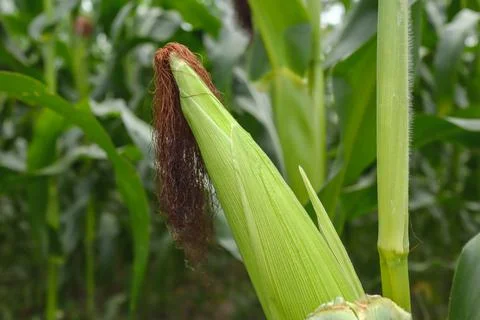 Young corn on the tree, Corn not ready to harvest Stock Photos