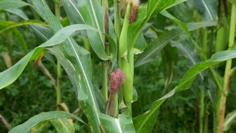 Young corn tree tilt up Video stock 251386611