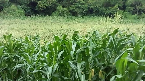 Young corn trees on the corn field. Stock Footage 122557782