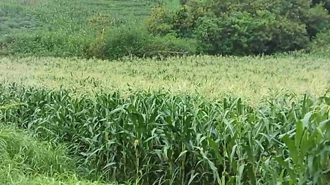 Young corn trees on the corn field with ywllow flower. Stock Footage 122559132