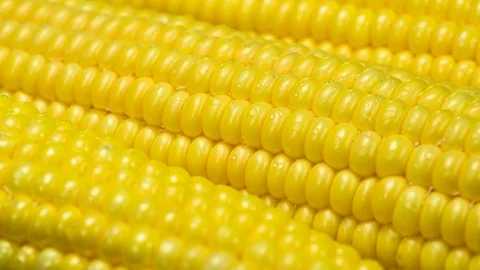 Young Corn with Water Drops HD Pro Stock Footage 82575324