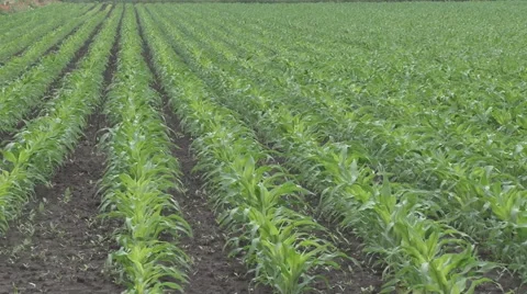 Young corn in the wind Stock Footage 50436722