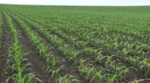 Young corn in the wind Stock Footage 50442899