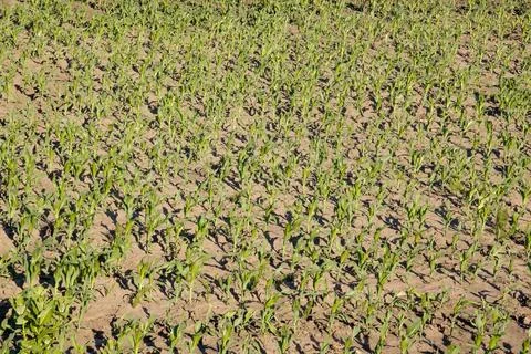 Young cornfield with neat rows of small, green corn plants sprouting from soi Stock Photos