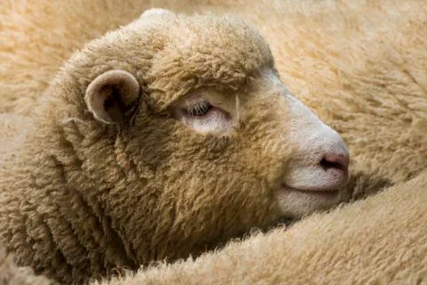 Young Cornish Sheep England Stock Photos