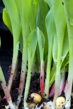 Young cornplant 库存照片