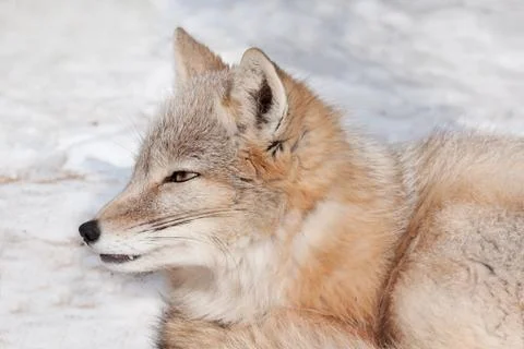 Young corsac fox is lying on the snow. Wild animal with fluffy and warm fur. Stock Photos