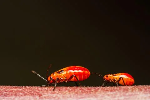 Young cotton stainer bug Stock Photos