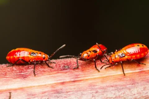 Young cotton stainer bug Stock Photos