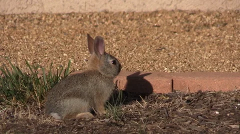 Young Cottontail Rabbit Stock Footage 63492395