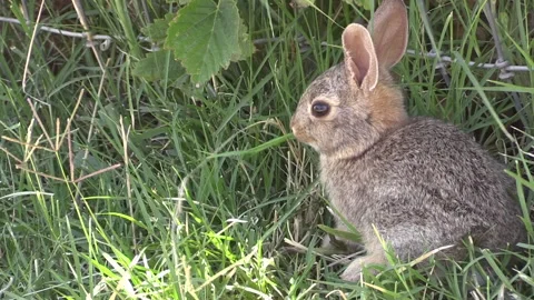 Young Cottontail Rabbit Video stock 135826791