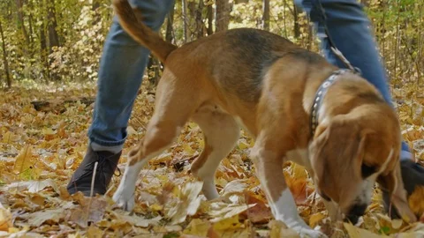 Young Couple going for a walk with jumping dog Stock Footage 97724968