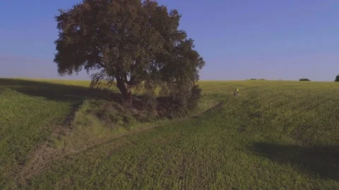 Young couple jogging in the middle of the fields at sunset. Big tree Vídeo Stock 76316814