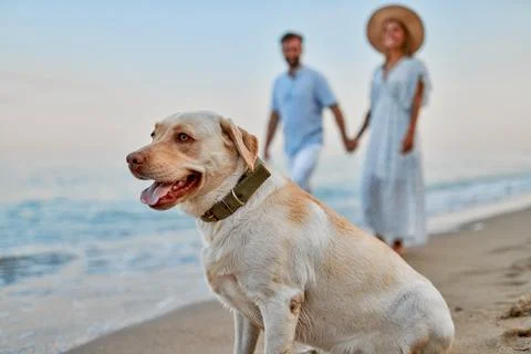 Young couple in love walking along the beach holding hands with their labrado Stock Photos