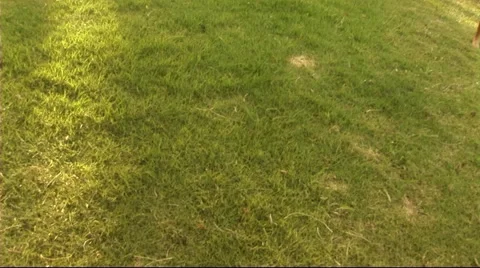 Young couple in park Stock Footage 43683963