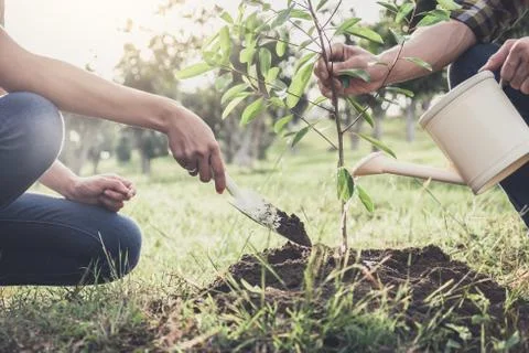 Young couple planting the tree while Watering a tree working in the garden as Stock Photos