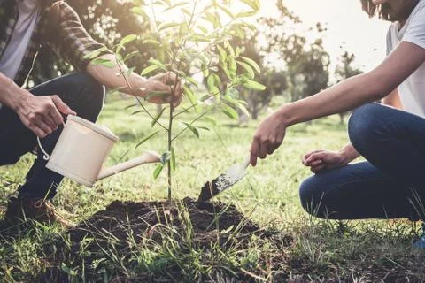 Young couple planting the tree while Watering a tree working in the garden as Stock Photos