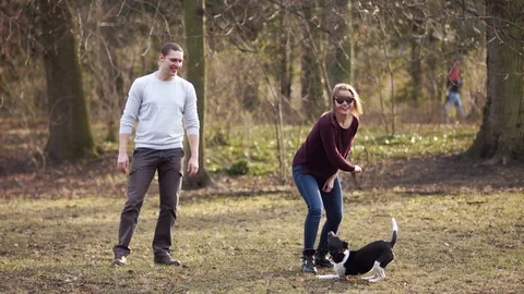 A young couple is resting in a spring park with a dog. The girl throws a stick Stock Footage 87172504
