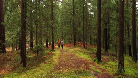 Young couple on a walk in the woods Vídeos de archivo 337659293