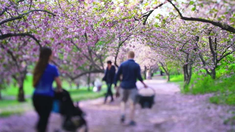 A Young Couple Walking Along a Cherry Blossom Pathway in Central Park, Stock Footage 327362977
