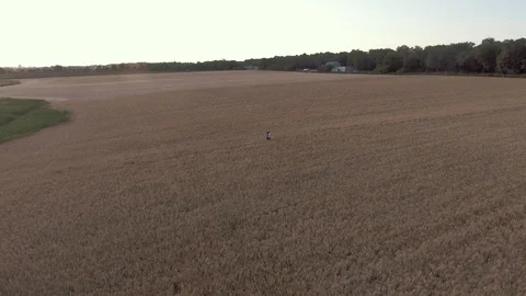 A young couple is walking along the wheat field. Stock Footage 89354490