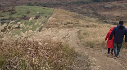 Young couple walking down from mountain hill with reeds swaying in the wind Stock Footage 58472375