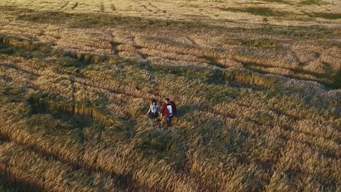 Young couple walking in a field at sunset Stock Footage 78735799