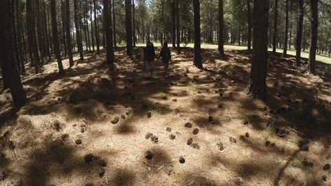 Young couple walking in forest Stock Footage 94568190
