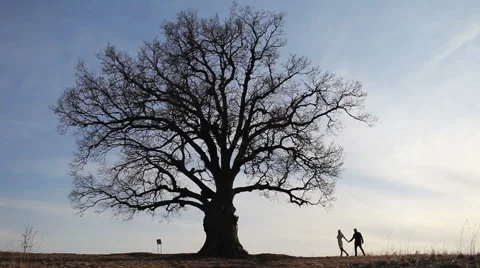 Young couple walking in a large tree Stock Footage 62918631