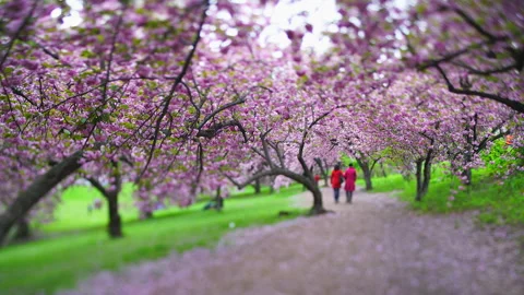 A Young Couple Walking Under the Cherry Blossom Arch in Central Park, Surrounded Video stock 327384953