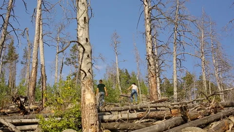 A young couple walks in a pine forest on stone rocks on a bright Sunny day. Stock Footage 96534413