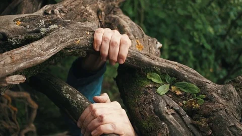 Young courageous hiker climbs up top by slope clinging to the roots of trees Video stock 80054501