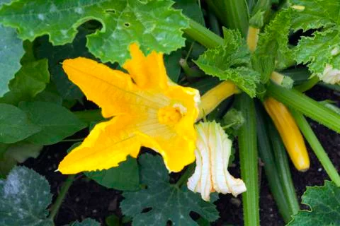 Young courgette plants Stock Photos