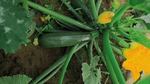 Young courgettes zucchini grow in kitchen garden. Cultivation of organic healthy Video stock 246420127