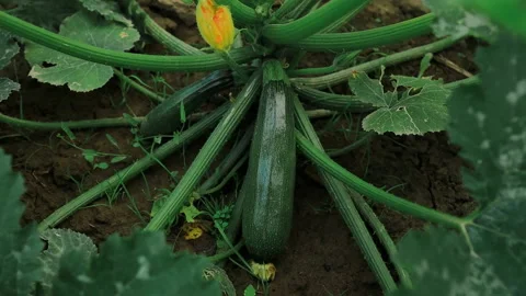 Young courgettes zucchini grow in kitchen garden. Cultivation of organic healthy Video stock 246420144