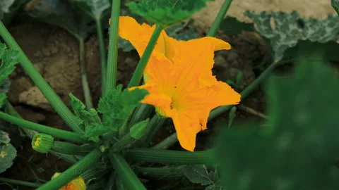 Young courgettes zucchini grow in kitchen garden. Cultivation of organic healthy Video stock 246420164
